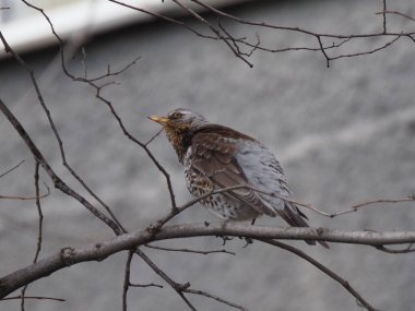 Yapraksız bir dalda gri ardıç kuşu