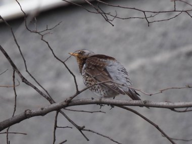 Yapraksız bir dalda gri ardıç kuşu