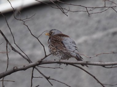 Yapraksız bir dalda gri ardıç kuşu