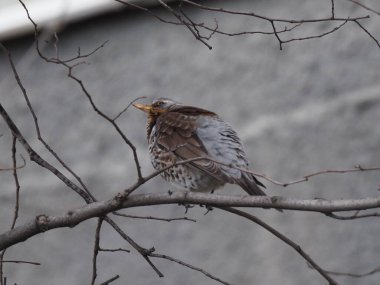 Yapraksız bir dalda gri ardıç kuşu