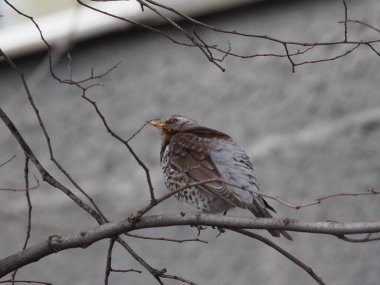 Yapraksız bir dalda gri ardıç kuşu