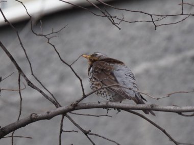 Yapraksız bir dalda gri ardıç kuşu