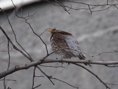Yapraksız bir dalda gri ardıç kuşu