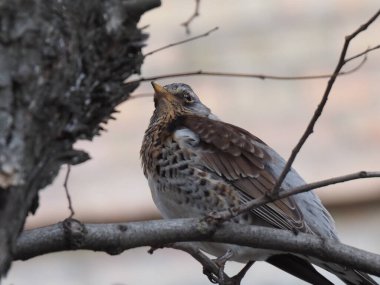 Yapraksız bir dalda gri ardıç kuşu