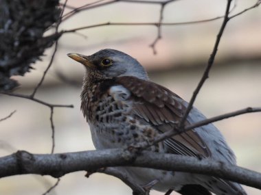Yapraksız bir dalda gri ardıç kuşu