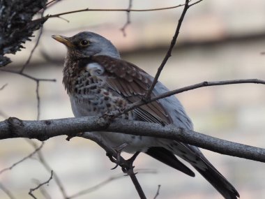 Yapraksız bir dalda gri ardıç kuşu