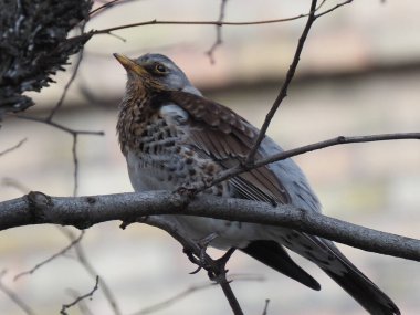 Yapraksız bir dalda gri ardıç kuşu