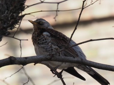 Yapraksız bir dalda gri ardıç kuşu