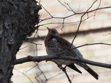 Yapraksız bir dalda gri ardıç kuşu