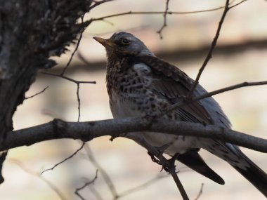 Yapraksız bir dalda gri ardıç kuşu