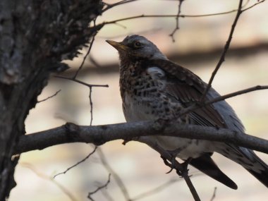 Yapraksız bir dalda gri ardıç kuşu