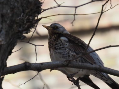 Yapraksız bir dalda gri ardıç kuşu