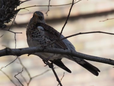 Yapraksız bir dalda gri ardıç kuşu