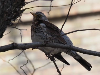 Yapraksız bir dalda gri ardıç kuşu