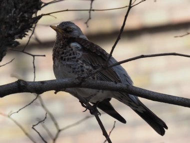 Yapraksız bir dalda gri ardıç kuşu