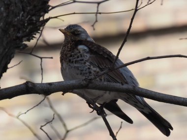 Yapraksız bir dalda gri ardıç kuşu