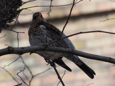 Yapraksız bir dalda gri ardıç kuşu