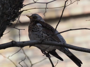 Yapraksız bir dalda gri ardıç kuşu