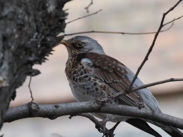 Yapraksız bir dalda gri ardıç kuşu