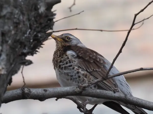 Yapraksız bir dalda gri ardıç kuşu