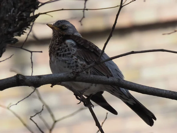 Yapraksız bir dalda gri ardıç kuşu