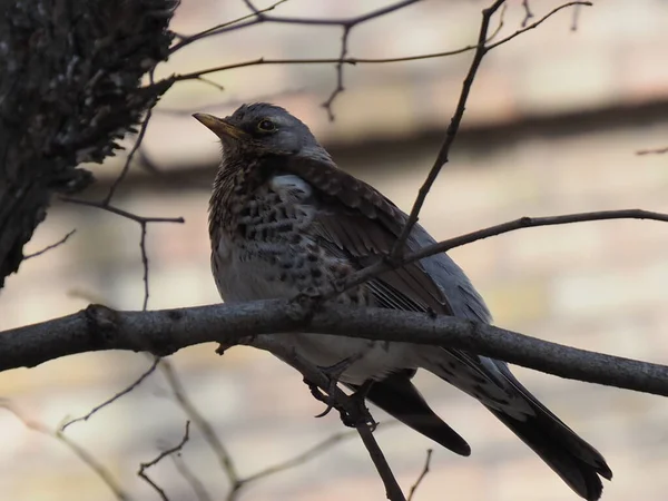 Yapraksız bir dalda gri ardıç kuşu