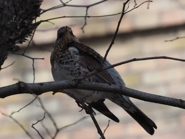 Yapraksız bir dalda gri ardıç kuşu