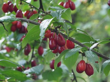 ripe red dogwood berries on a bush among leaves after rain