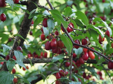 ripe red dogwood berries on a bush among leaves after rain