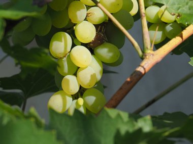 ripe bunches of green grapes illuminated by the sun's rays