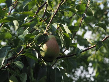 ripe pears on the tree among the leaves