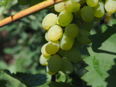ripe bunches of green grapes illuminated by the sun's rays