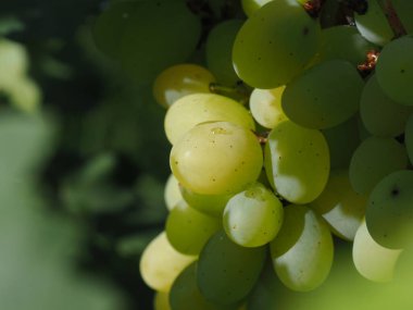 ripe bunches of green grapes illuminated by the sun's rays