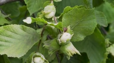 hazel nuts on a bush among the leaves