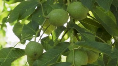 walnut fruits on a tree among leaves