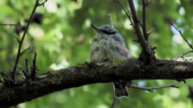 the chick nuthatch on the branch of the chick tree