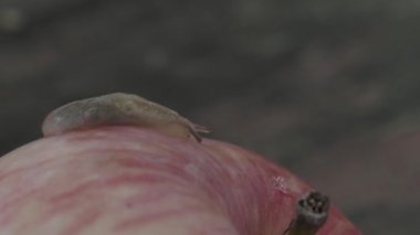 A snail is crawling on a ripe red apple that has fallen in the garden
