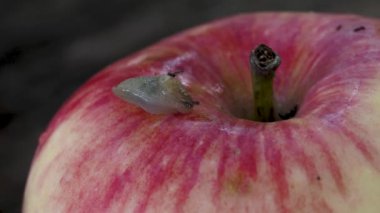 A snail is crawling on a ripe red apple that has fallen in the garden