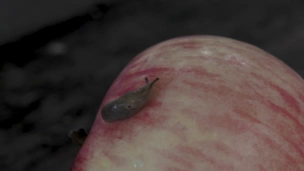 Snail Crawling Ripe Red Apple Has Fallen Garden — ストック動画