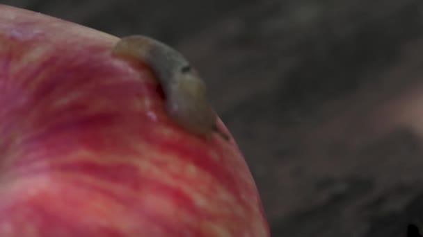 Caracol Arrastra Sobre Una Manzana Roja Madura Que Caído Jardín — Vídeos de Stock