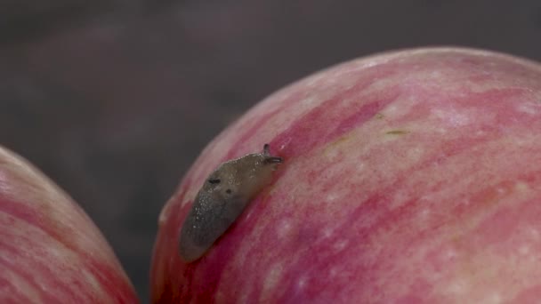 Snail Crawling Ripe Red Apple Has Fallen Garden — ストック動画