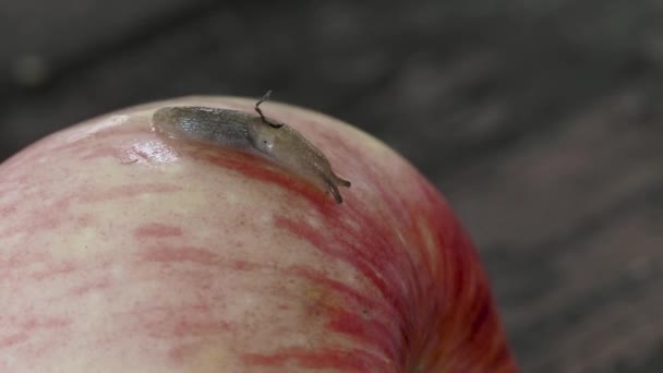 Caracol Arrastra Sobre Una Manzana Roja Madura Que Caído Jardín — Vídeos de Stock