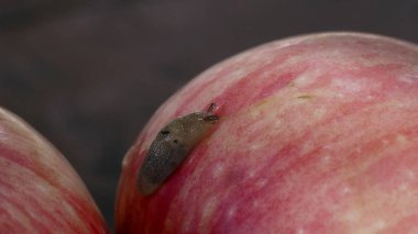 A snail is crawling on a ripe red apple that has fallen in the garden