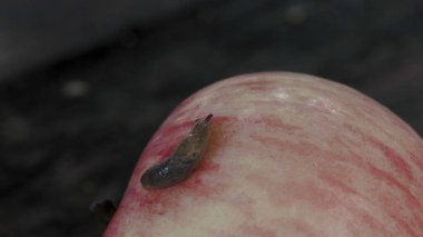 A snail is crawling on a ripe red apple that has fallen in the garden