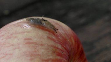 A snail is crawling on a ripe red apple that has fallen in the garden
