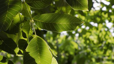 Walnut leaves on a tree illuminated by a sunbeam