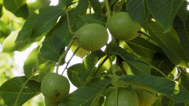 walnut fruits on a tree among leaves