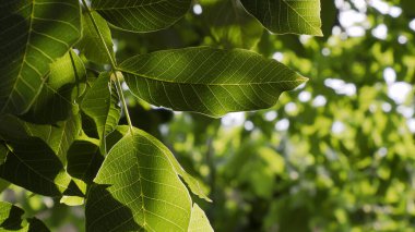 Walnut leaves on a tree illuminated by a sunbeam