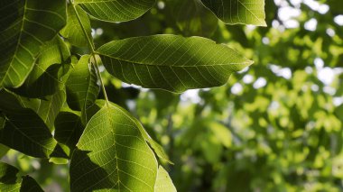Walnut leaves on a tree illuminated by a sunbeam