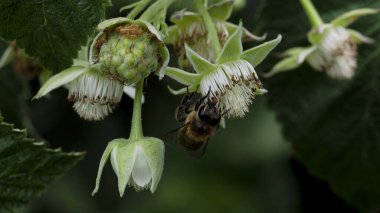 Raspberry berry flowers close-up on a bush with a bee